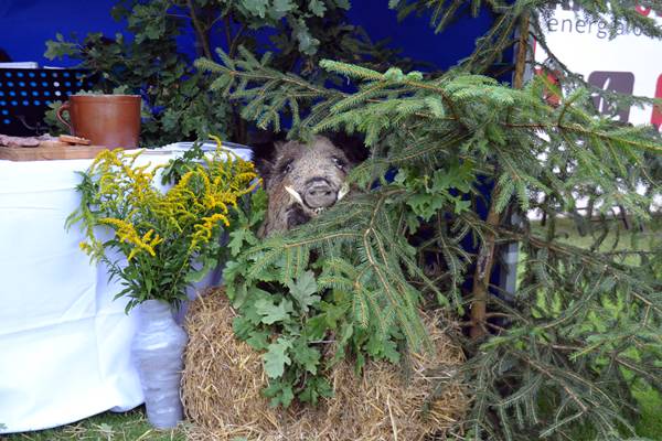 Kujawsko-Pomorskie Dożynki Wojewódzkie 2015 - Kowalewo Pomorskie