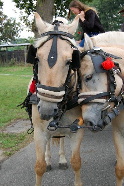 Dożynki Gminno-Powiatowe - Sośno 2015 [fotorelacja - cz.2]