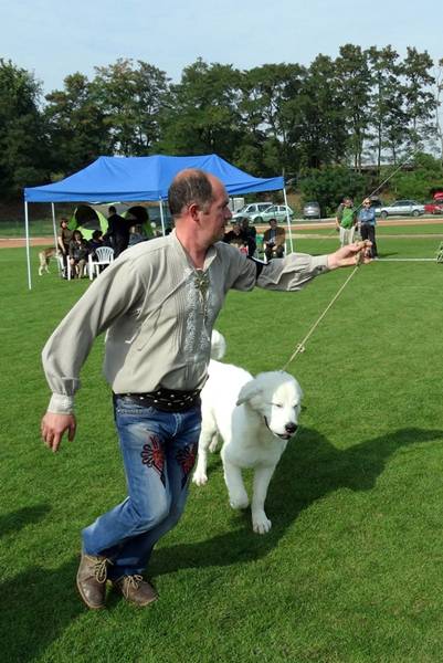 Klubowe Wystawy Psów Ras Polskich - Więcbork 2015