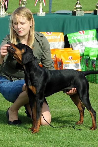 Klubowe Wystawy Psów Ras Polskich - Więcbork 2015