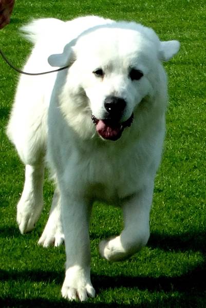 Klubowe Wystawy Psów Ras Polskich - Więcbork 2015