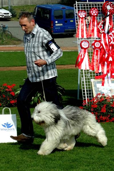 Klubowe Wystawy Psów Ras Polskich - Więcbork 2015