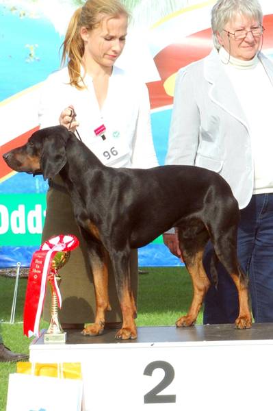 Klubowe Wystawy Psów Ras Polskich - Więcbork 2015