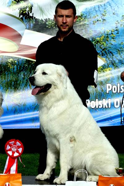 Klubowe Wystawy Psów Ras Polskich - Więcbork 2015