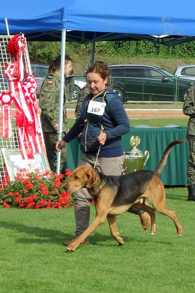 Klubowe Wystawy Psów Ras Polskich - Więcbork 2015