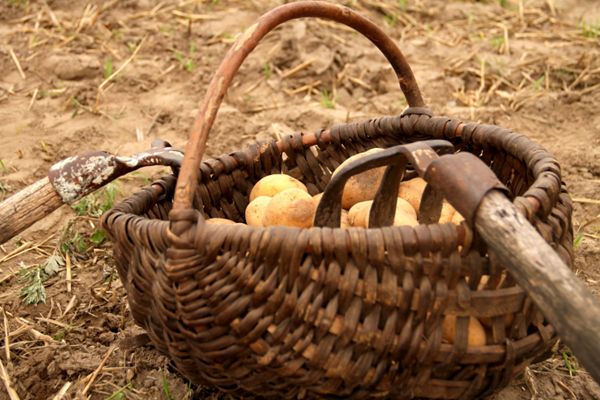 BIESIADA PO LUTOWSKU - Ziemniak w roli głównej!