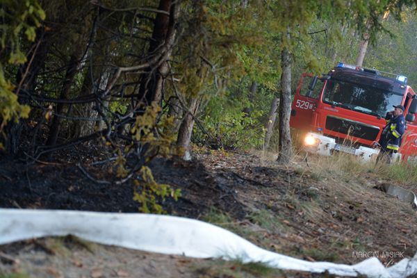 Pożar lasu w Dorotowie