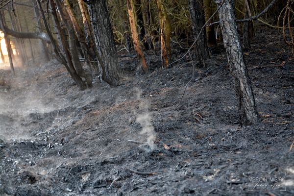 Pożar lasu w Dorotowie