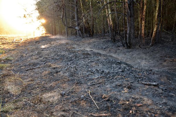 Pożar lasu w Dorotowie