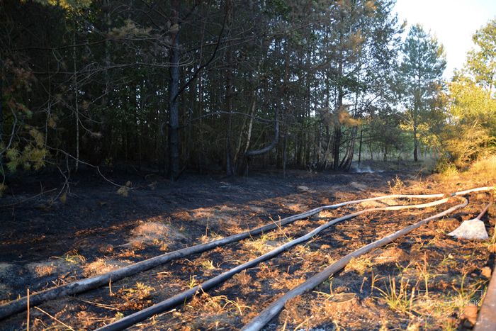 Pożar lasu w Dorotowie