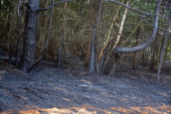 Pożar lasu w Dorotowie