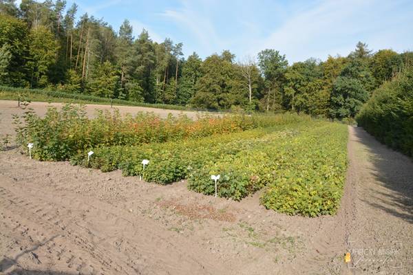 Czym skorupka za młodu...