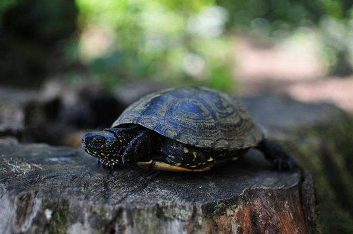 Jeziorki ostoją polskiego żółwia błotnego