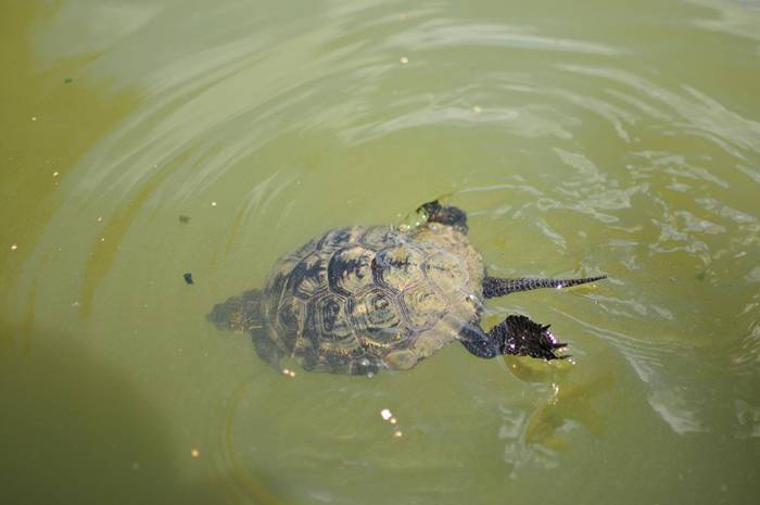 Jeziorki ostoją polskiego żółwia błotnego