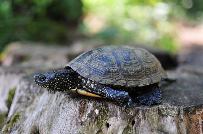 Jeziorki ostoją polskiego żółwia błotnego