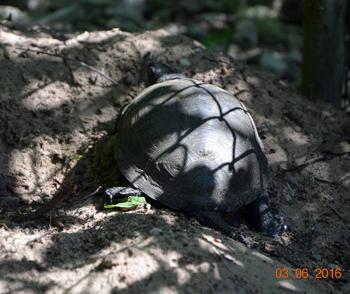 Jeziorki ostoją polskiego żółwia błotnego