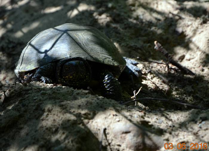 Jeziorki ostoją polskiego żółwia błotnego