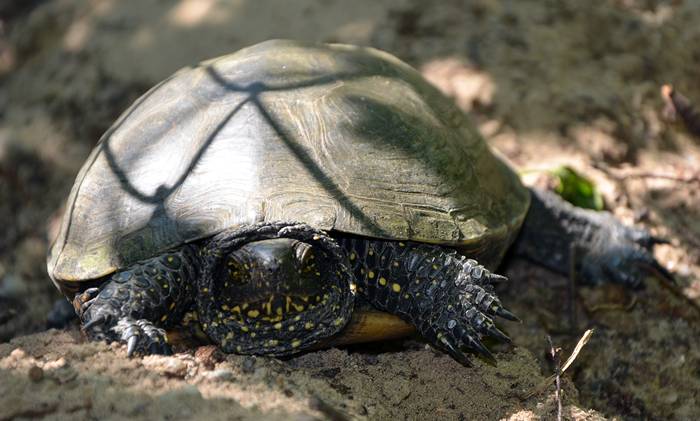 Jeziorki ostoją polskiego żółwia błotnego
