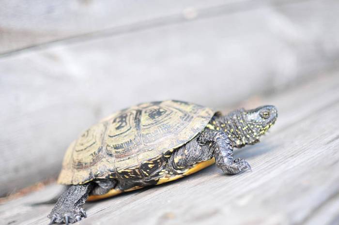 Jeziorki ostoją polskiego żółwia błotnego