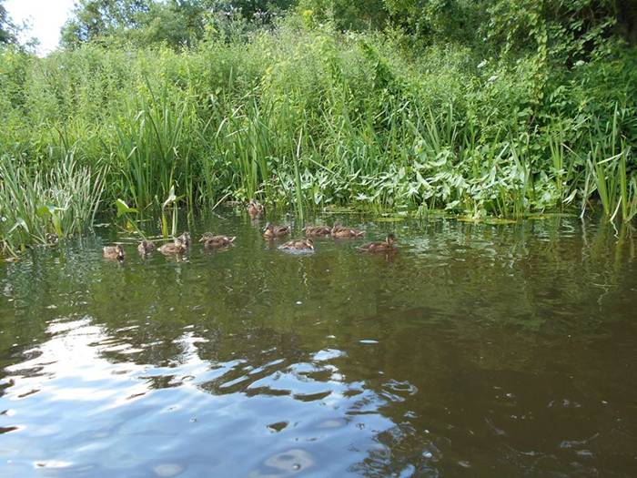 Kajakiem po rzece Wełnie