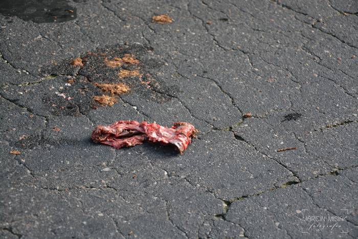 Sępólno-Lipka: Kolizja z dzikiem