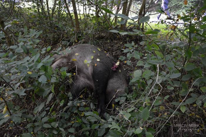 Sępólno-Lipka: Kolizja z dzikiem