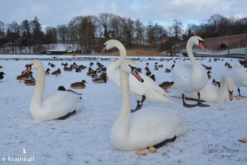 Ptasia grypa w Powiecie Sępoleńskim [FOTO]
