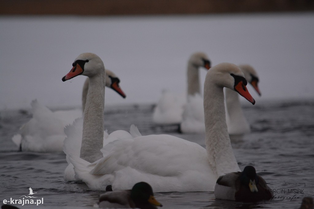 Ptasia grypa w Powiecie Sępoleńskim [FOTO]