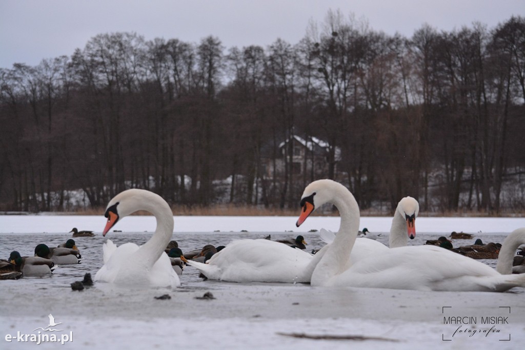 Ptasia grypa w Powiecie Sępoleńskim [FOTO]