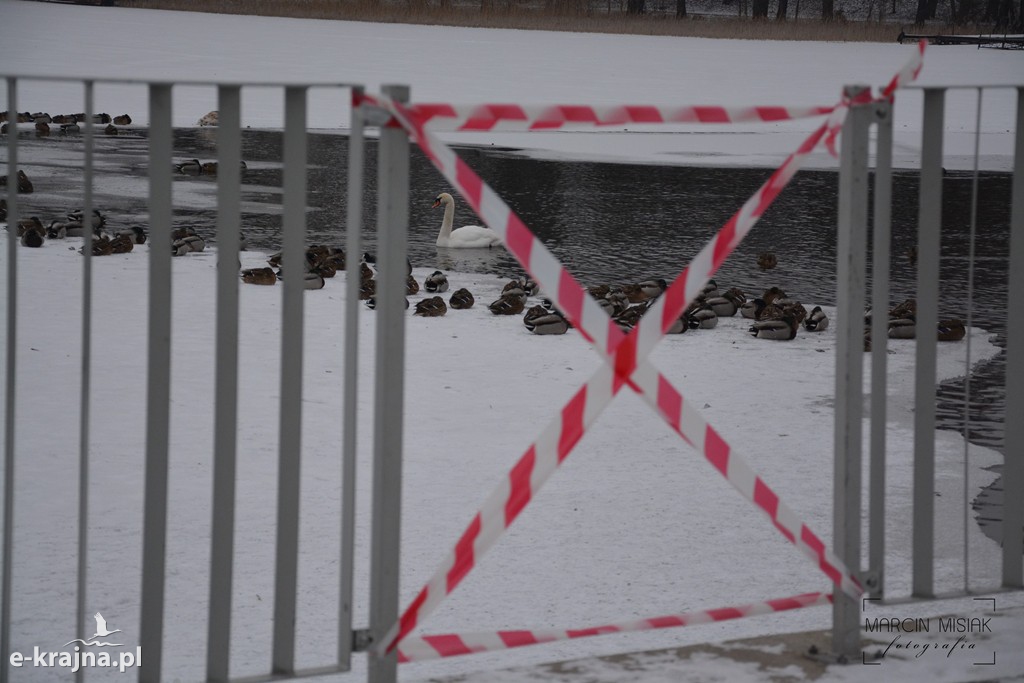 Ptasia grypa w Powiecie Sępoleńskim [FOTO]