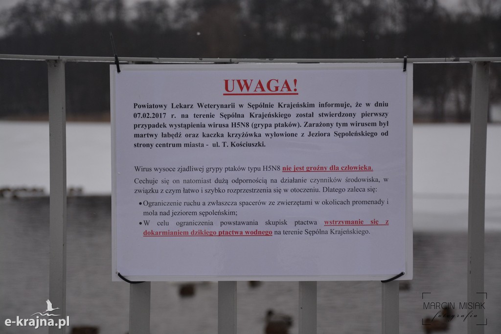 Ptasia grypa w Powiecie Sępoleńskim [FOTO]