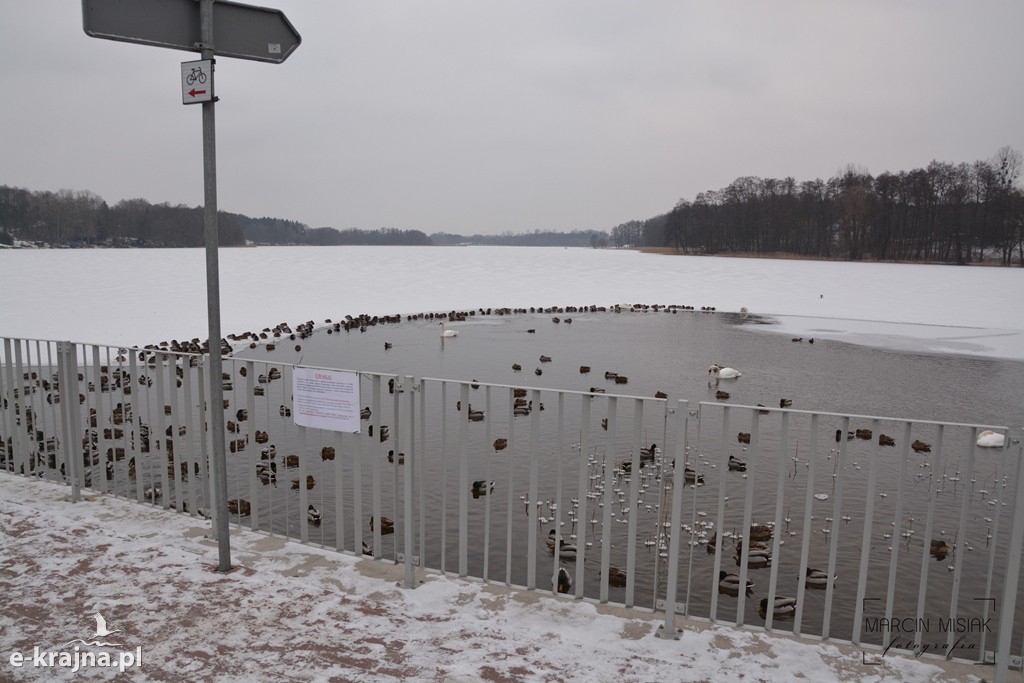 Ptasia grypa w Powiecie Sępoleńskim [FOTO]