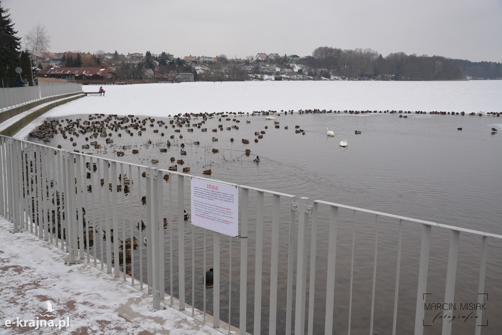 Ptasia grypa w Powiecie Sępoleńskim [FOTO]