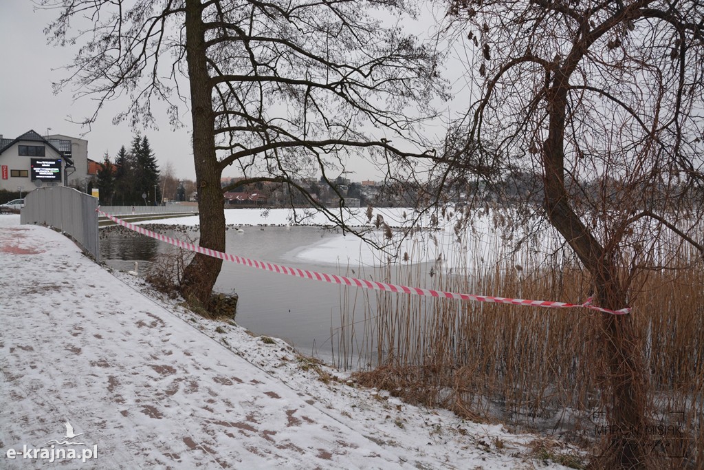 Ptasia grypa w Powiecie Sępoleńskim [FOTO]