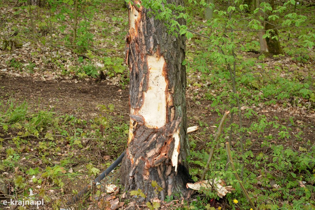 DK 25: Ford uderzył w drzewo