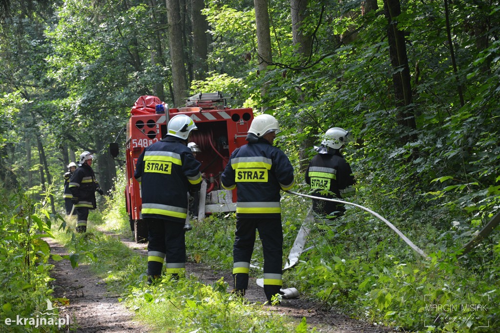 Pożar lasu w Ludwichowie