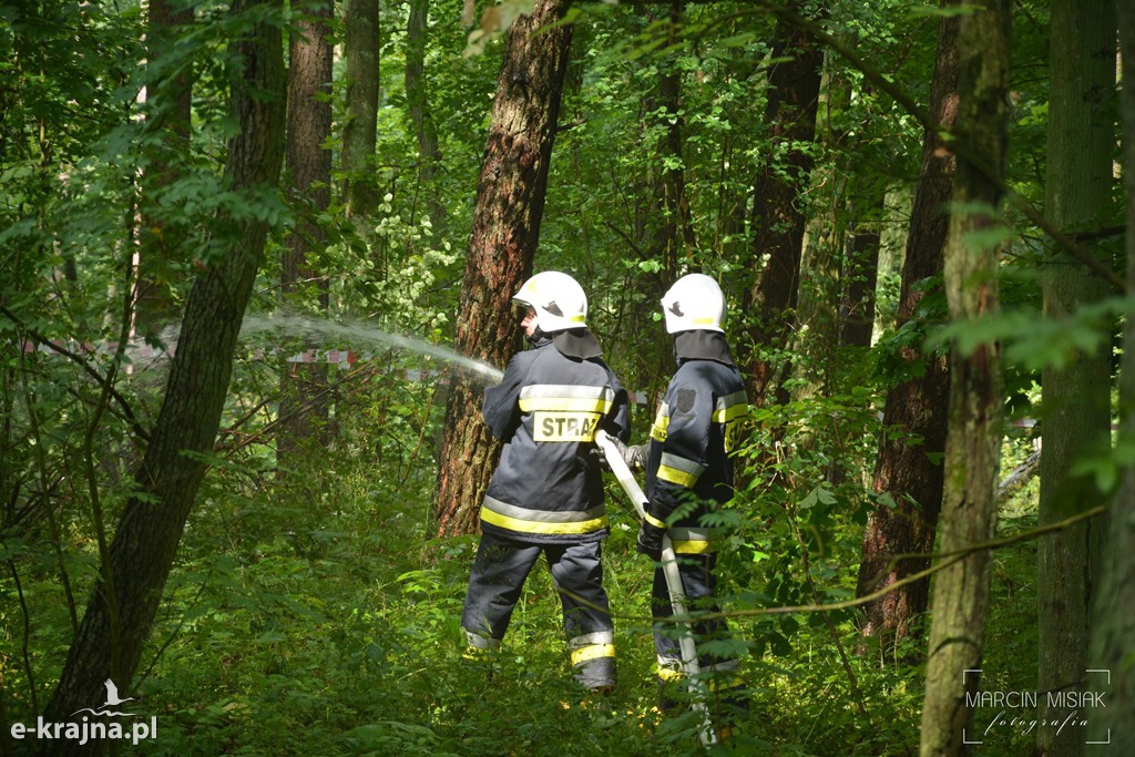 Pożar lasu w Ludwichowie