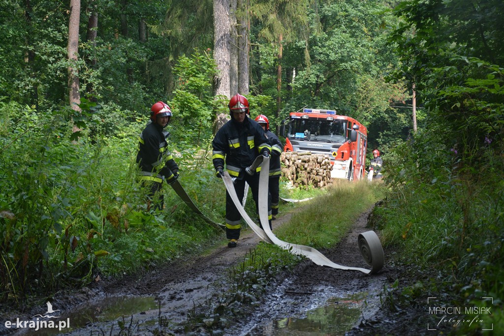 Pożar lasu w Ludwichowie