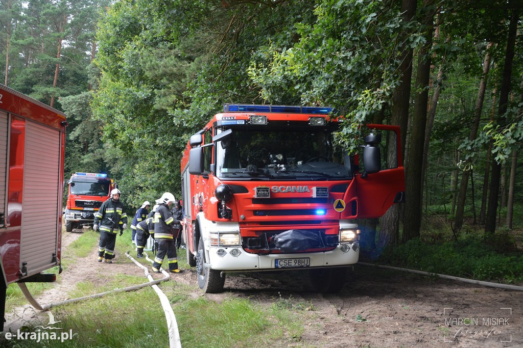 Pożar lasu w Ludwichowie