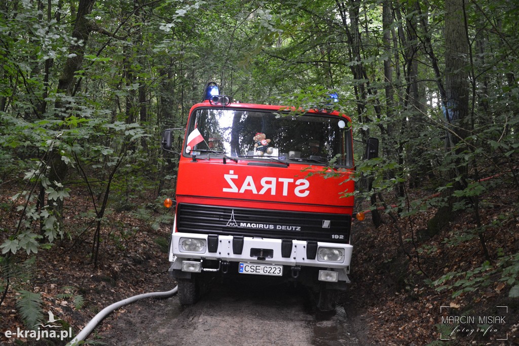 Pożar lasu w Ludwichowie