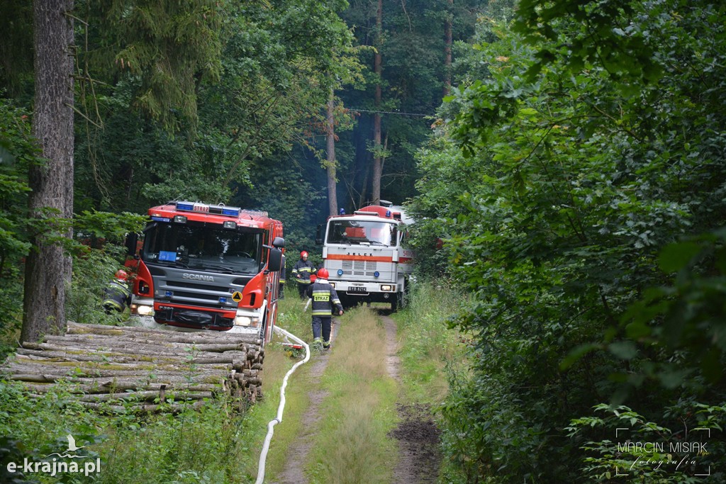 Pożar lasu w Ludwichowie