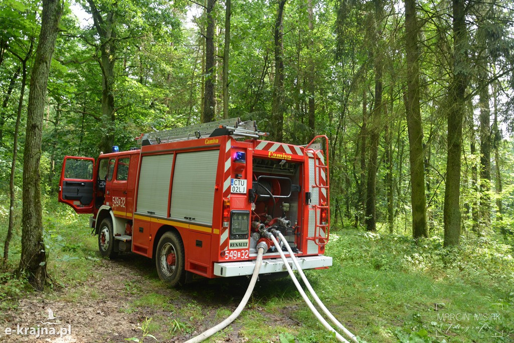 Pożar lasu w Ludwichowie