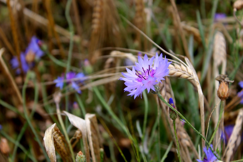 Pożyteczne Owady - PÓŁKOLONIE LETNIE
