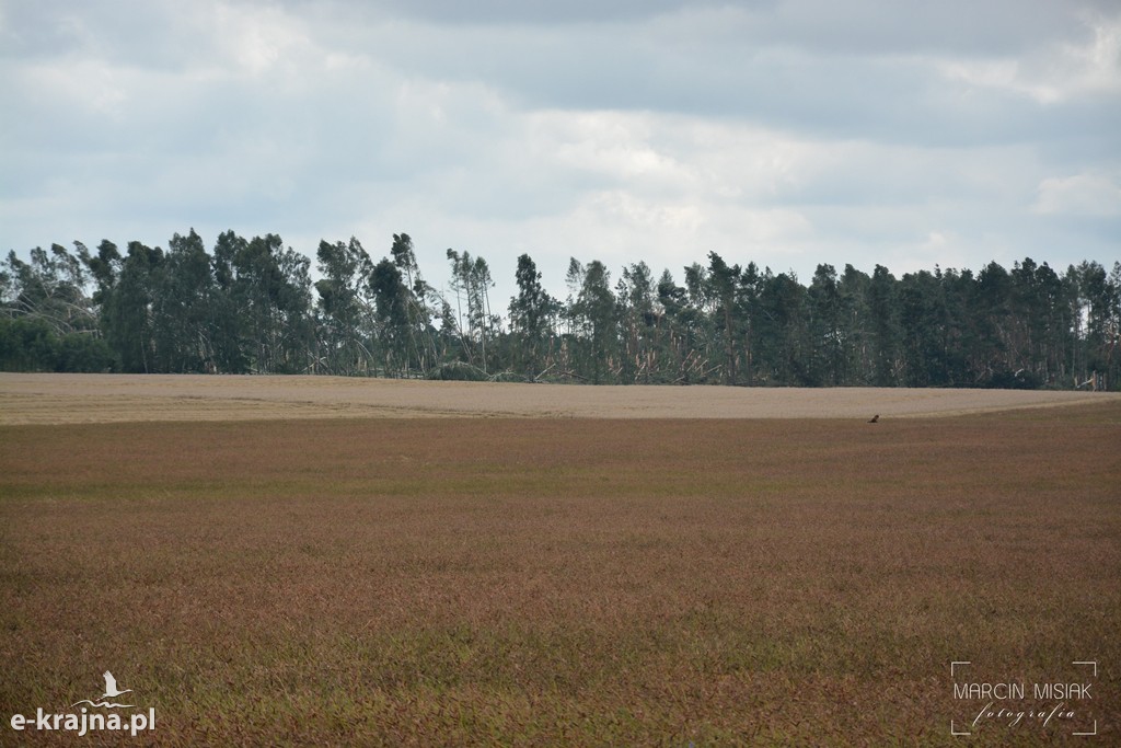 Ogromne zniszczenia po piątkowej nawałnicy