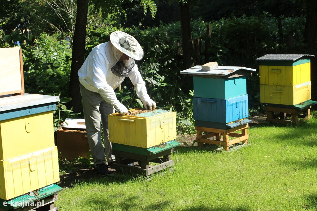 Półkolonie letnie z pożytecznymi owadami w tle