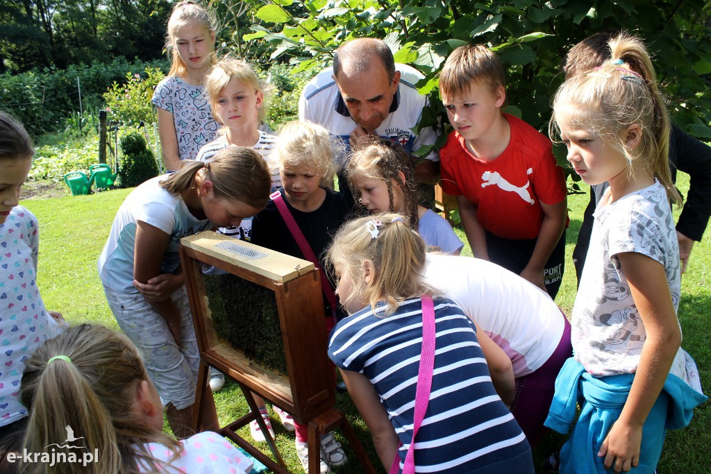 Półkolonie letnie z pożytecznymi owadami w tle