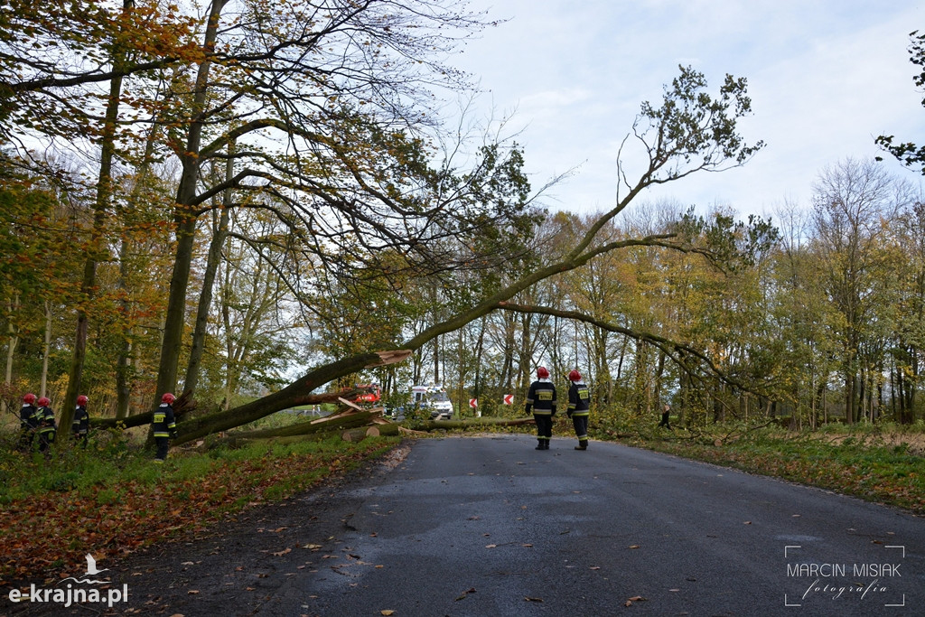 Powiat sępoleński: Drzewo spadło na samochód