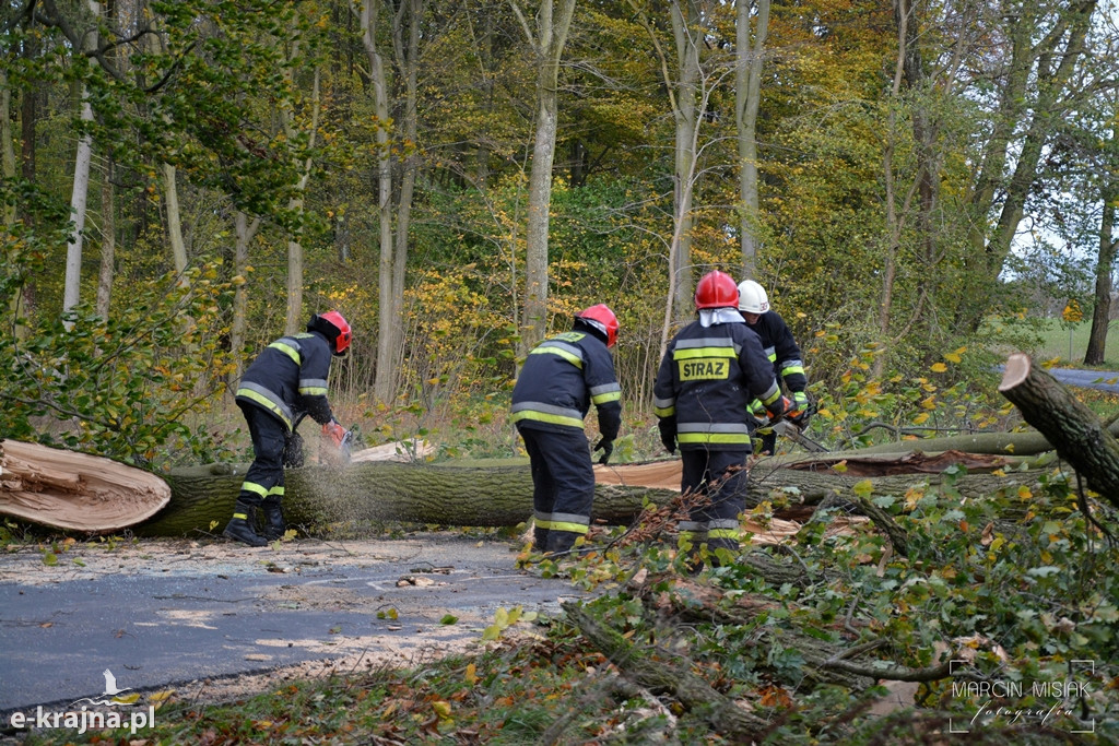 Powiat sępoleński: Drzewo spadło na samochód
