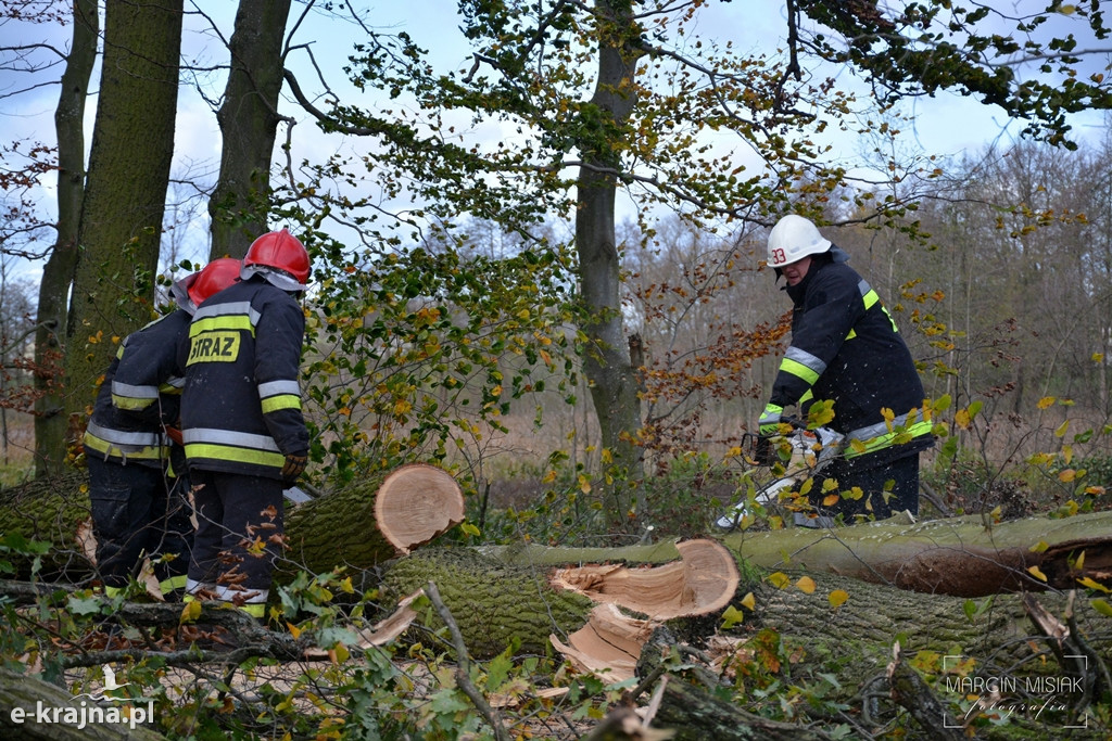 Powiat sępoleński: Drzewo spadło na samochód