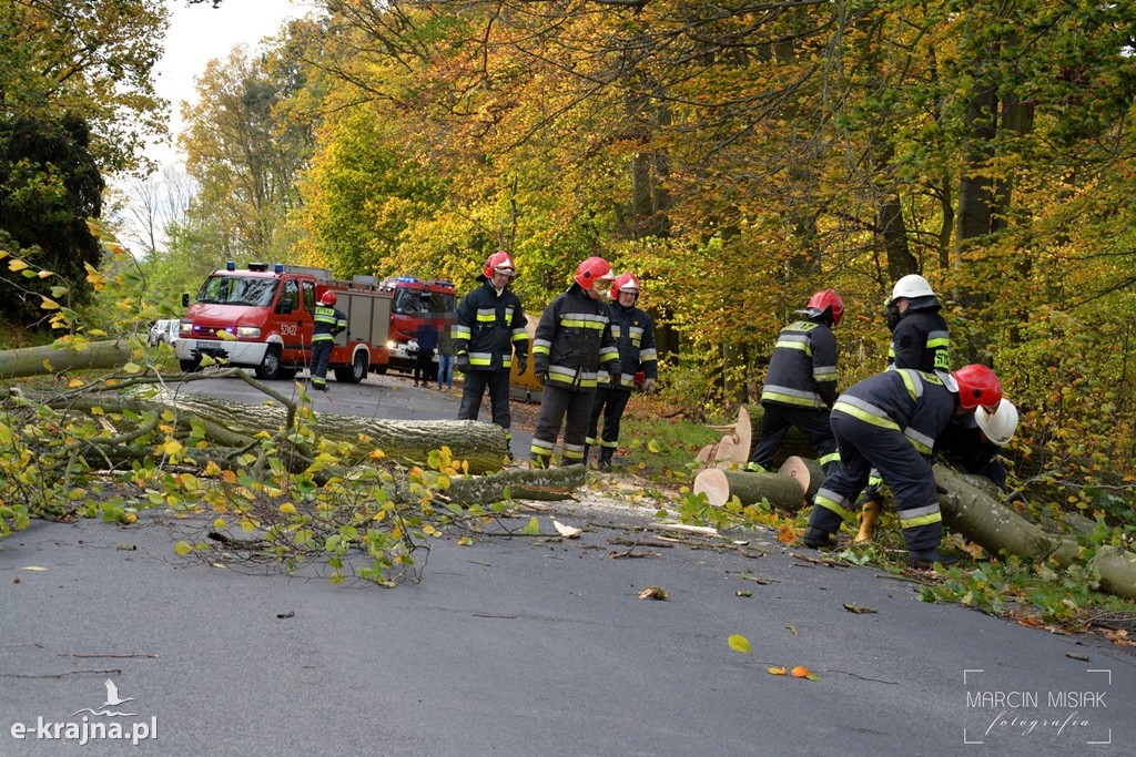 Powiat sępoleński: Drzewo spadło na samochód